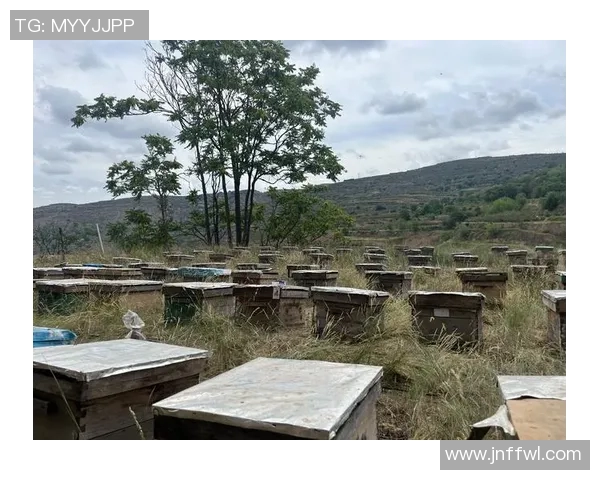 黄蜂生态与行为研究：揭示黄蜂在生态系统中的重要作用及其对环境的影响